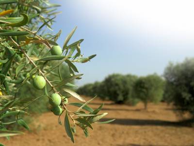 Oliveti